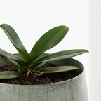 Large Light Grey Metal Plant Pot – Modern Industrial Style