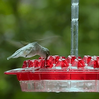 Bird Feeder - Weather-Resistant & Easy to Fill – Perfect for Garden or Balcony