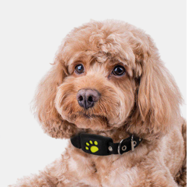 GPS Cat Collar – Real-Time Tracking with Enhanced Safety and Security Features-Pet Accessories-Unique Casa-Unique Casa