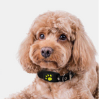 GPS Cat Collar – Real-Time Tracking with Enhanced Safety and Security Features-Pet Accessories-Unique Casa-Unique Casa