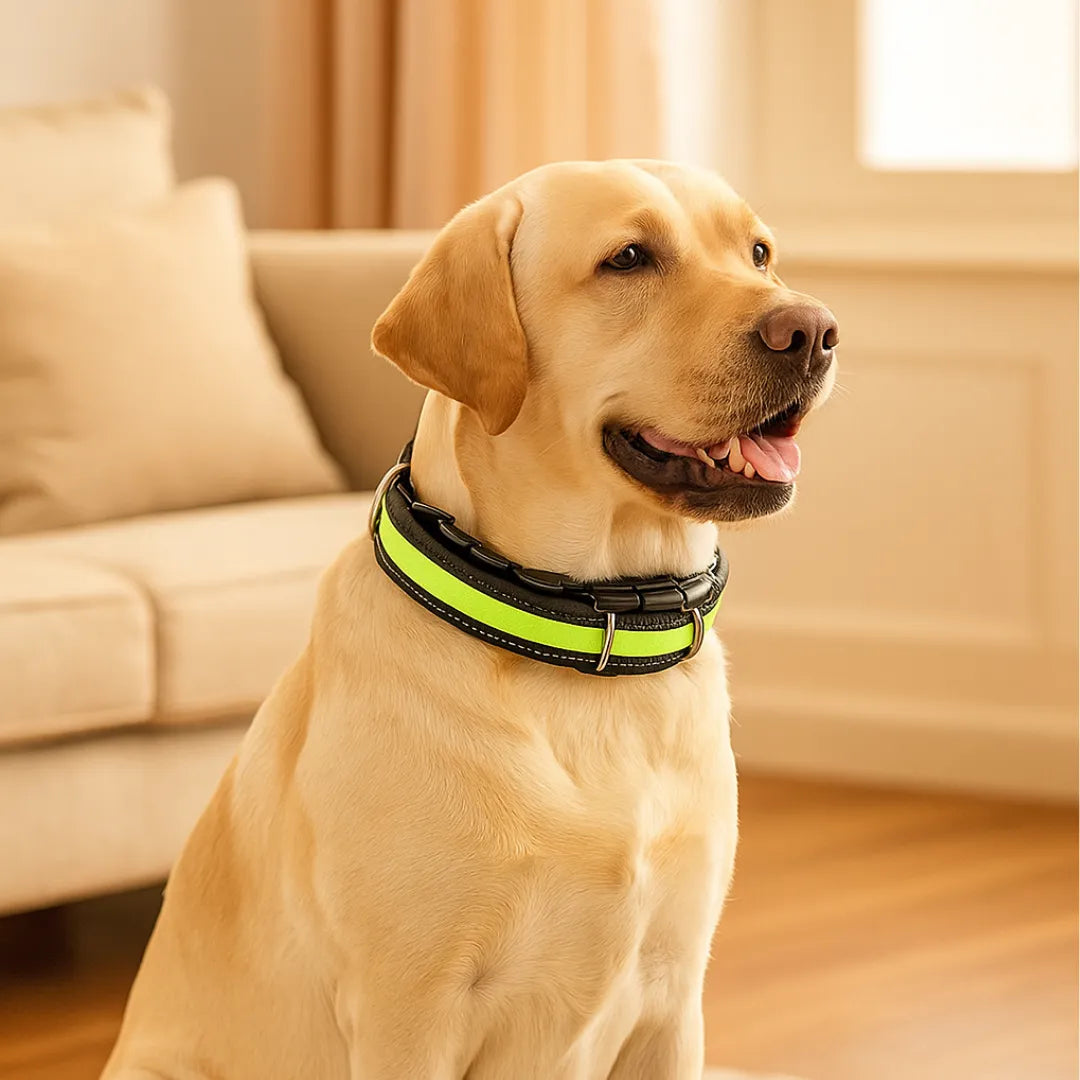 Anti-Pulling Dog Collar – Gentle Control for Relaxing Walks-Dog Collar-Unique Casa-Unique Casa