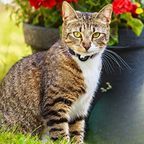 Cat GPS Tracker Collar – Safety, Visibility & Peace of Mind in One Smart Design-GPS Collars-Unique Casa-Unique Casa