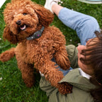 Anti-Bark Collar for Small Dogs – Gentle Training Solution for Calm Behavior-General-Unique Casa-Unique Casa