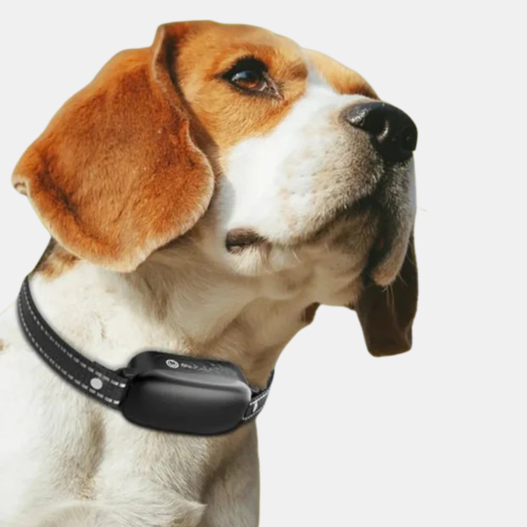 Electric Dog Collar With Remote Control For Safe And Effective Training-Gadgets-Unique Casa-Unique Casa