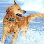 Electric Dog Collar With Remote Control For Safe And Effective Training-Gadgets-Unique Casa-Unique Casa