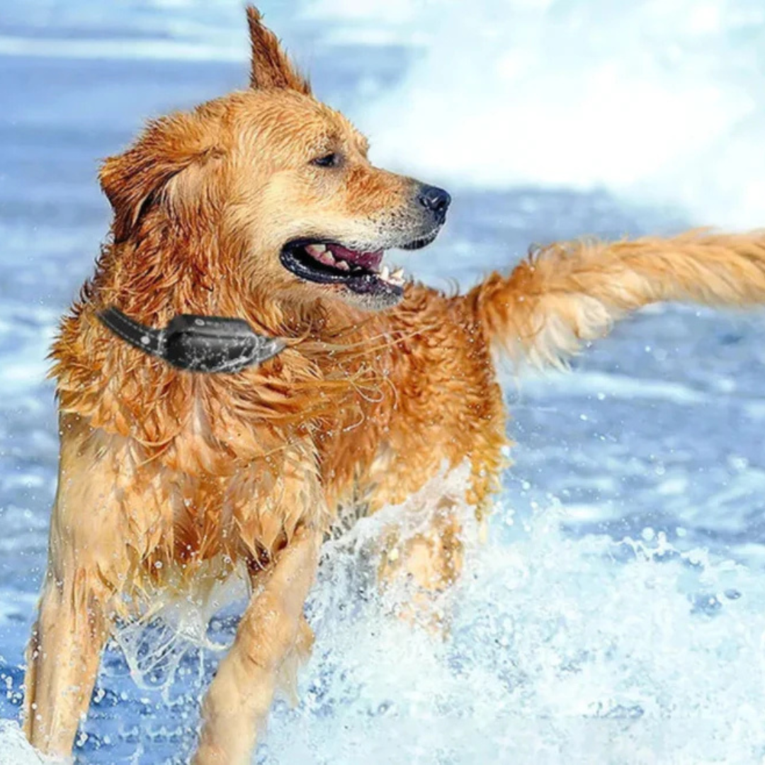 Electric Dog Collar With Remote Control For Safe And Effective Training-Gadgets-Unique Casa-Unique Casa