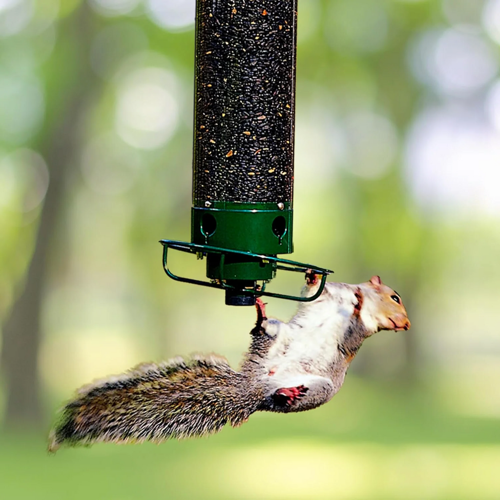 Squirrel-Proof Bird Feeder with Large Seed Reservoir for Backyard Birds 0