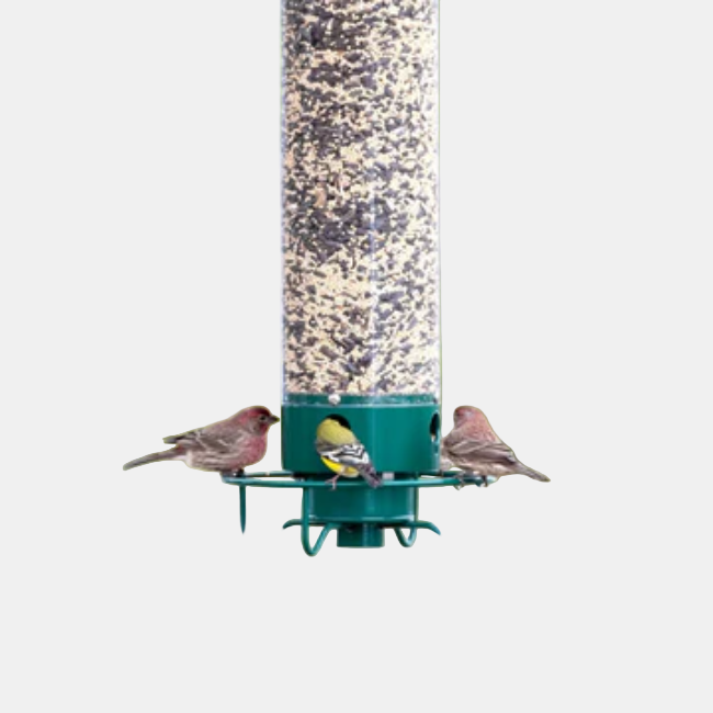 Squirrel-Proof Bird Feeder with Large Seed Reservoir for Backyard Birds 3
