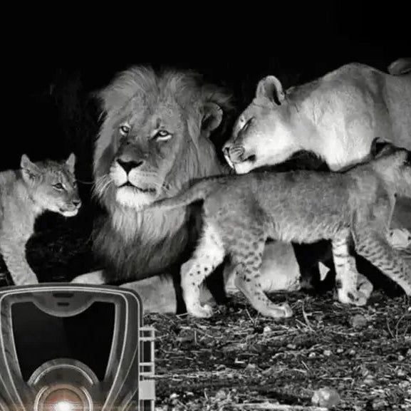 Wildlife Trail Camera with Night Vision – Motion Detection Security & Hunting Camera-Wildlife & Trail Camera-Unique Casa-Unique Casa