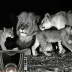 Wildlife Trail Camera with Night Vision – Motion Detection Security & Hunting Camera-Wildlife & Trail Camera-Unique Casa-Unique Casa